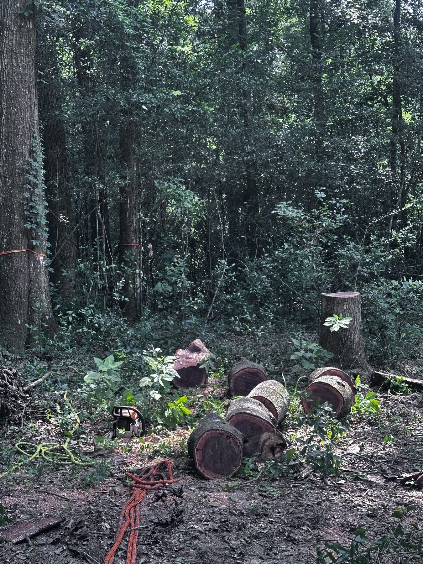 Acreage clearing photo 5
