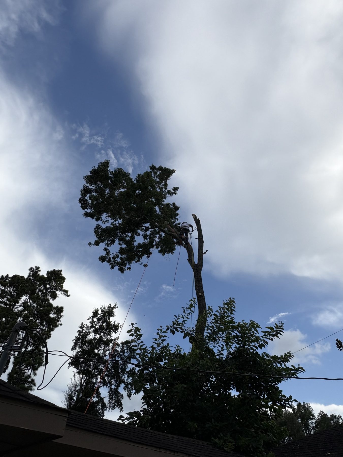 Residential tree removal photo 1