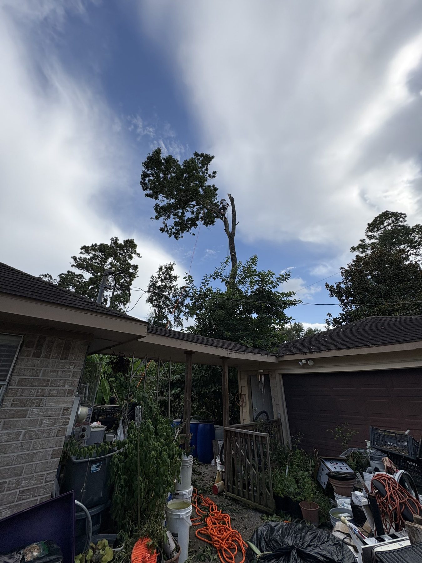 Residential tree removal photo 2