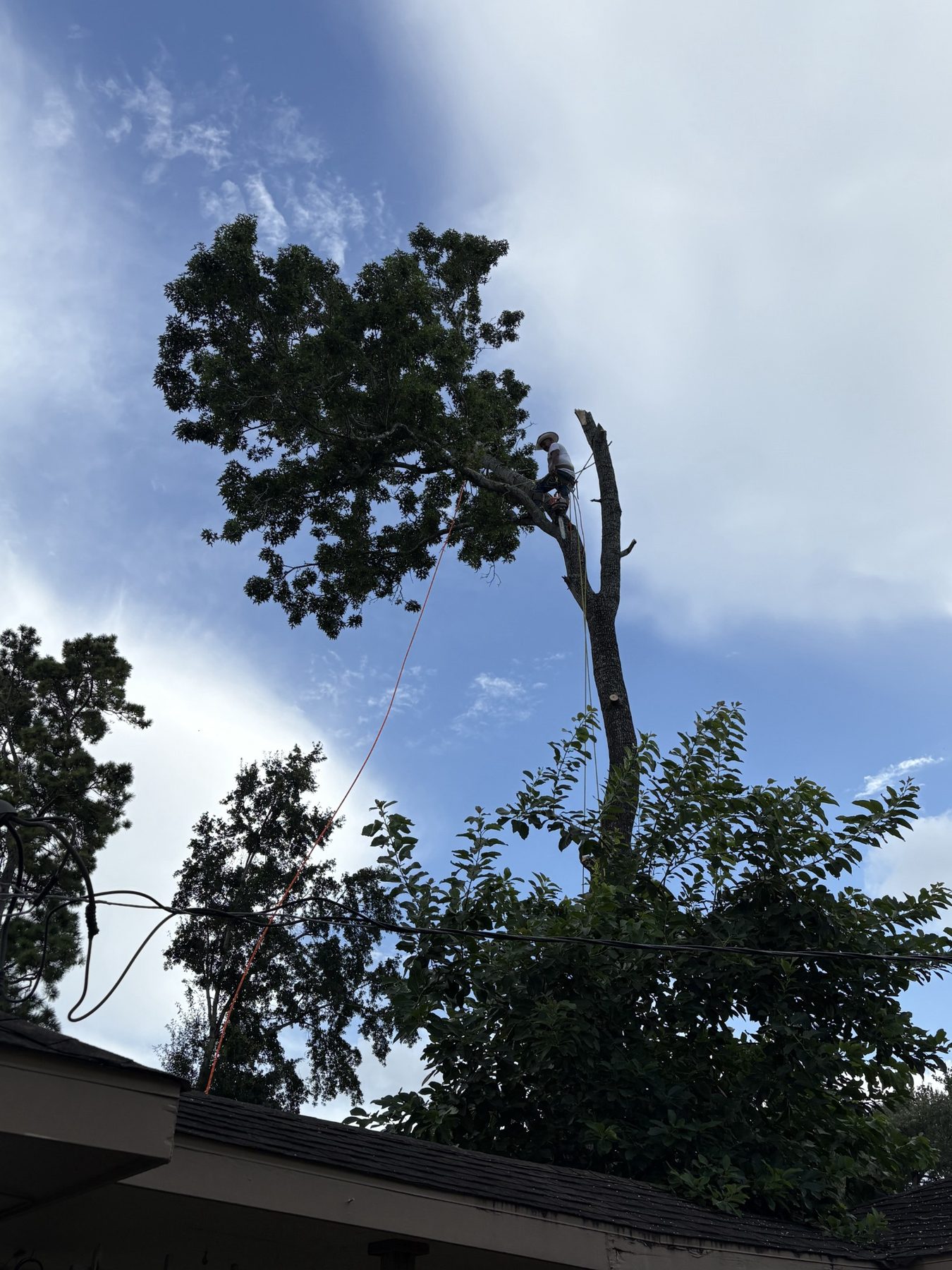 Residential tree removal photo 3
