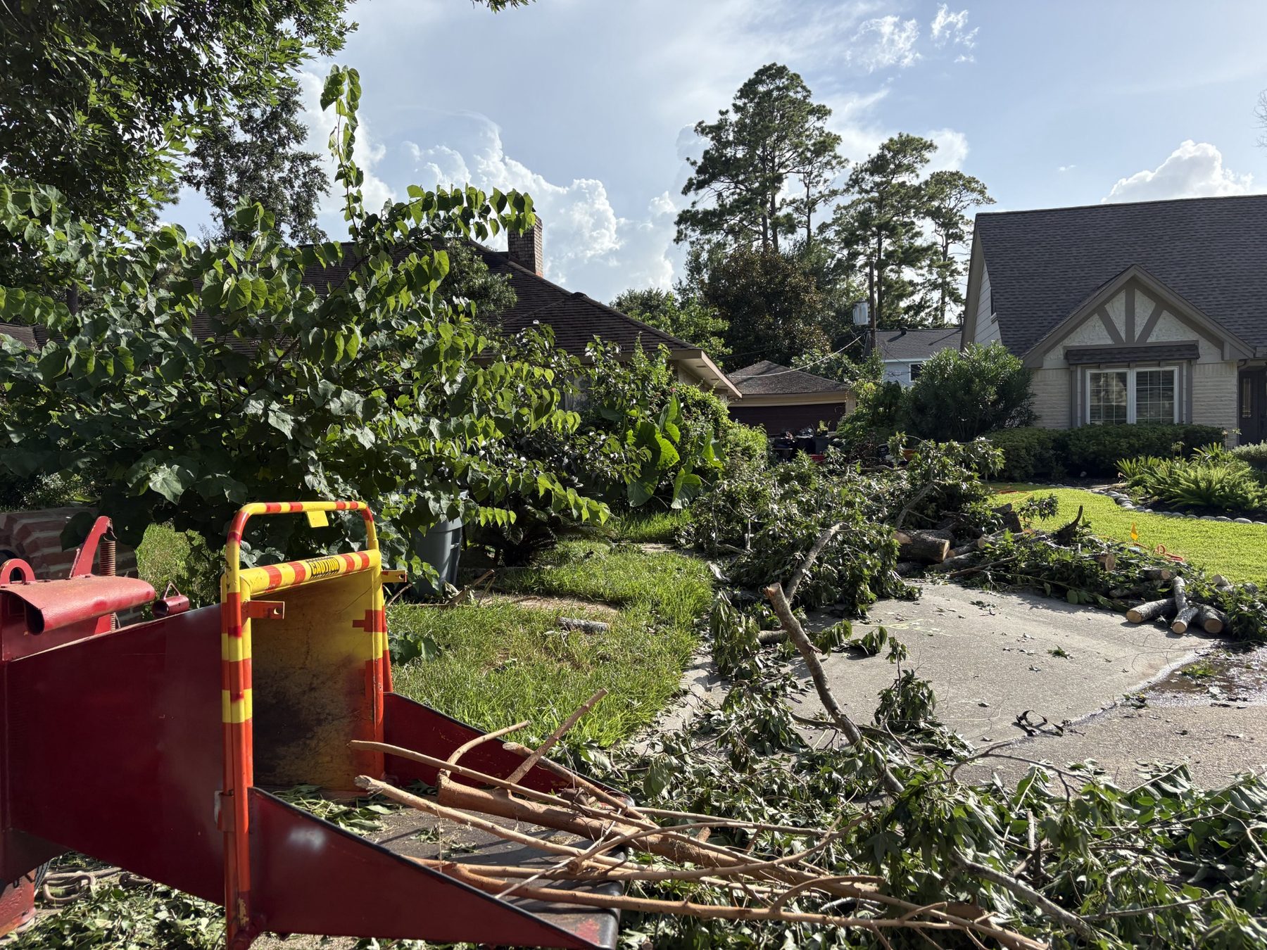 Residential tree removal photo 4