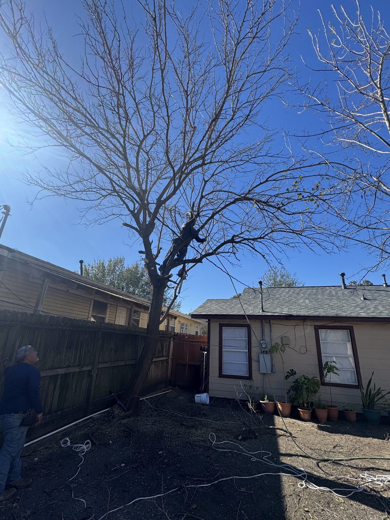 Technical tree removal photo 1