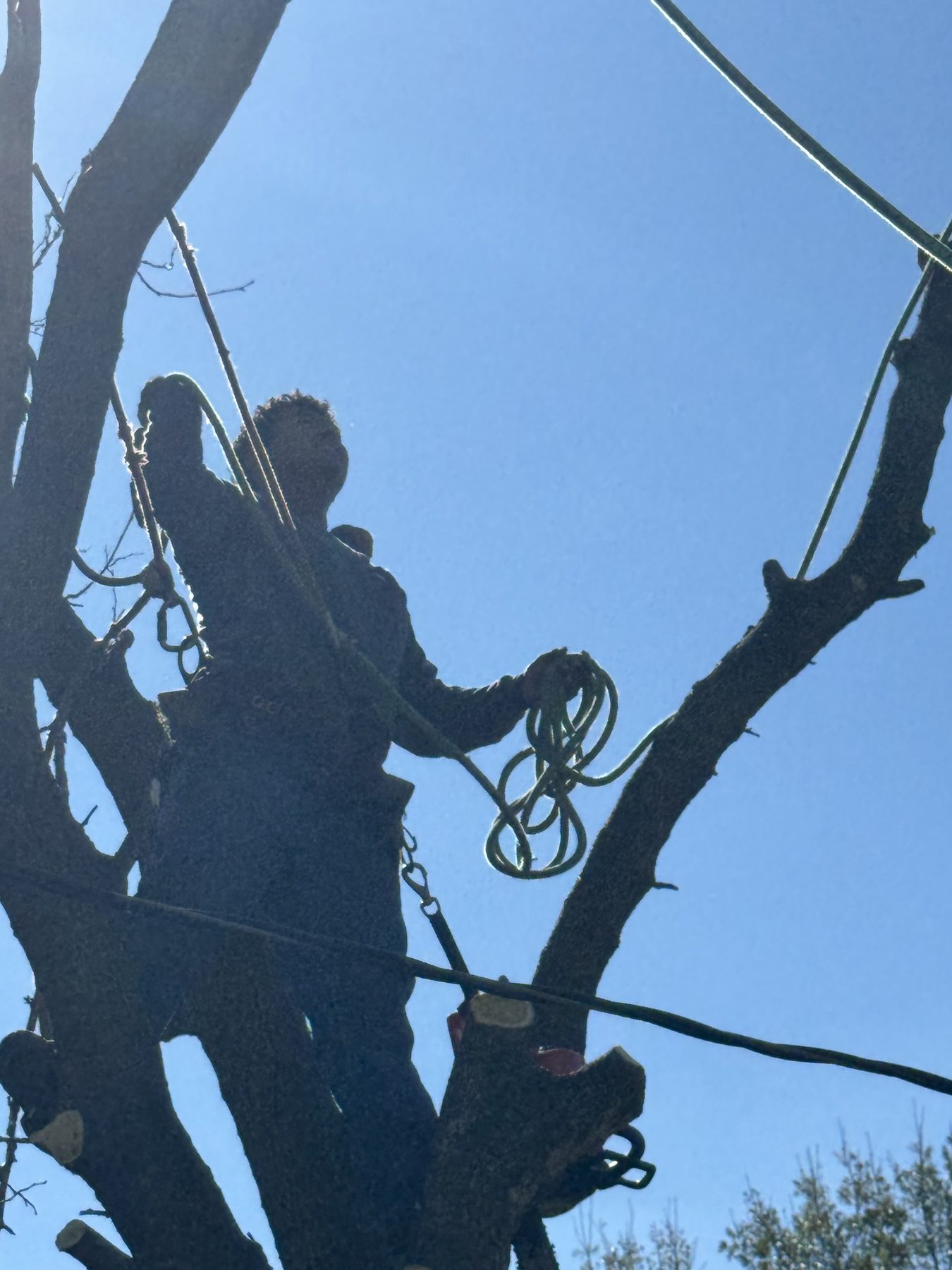 Technical tree removal photo 4
