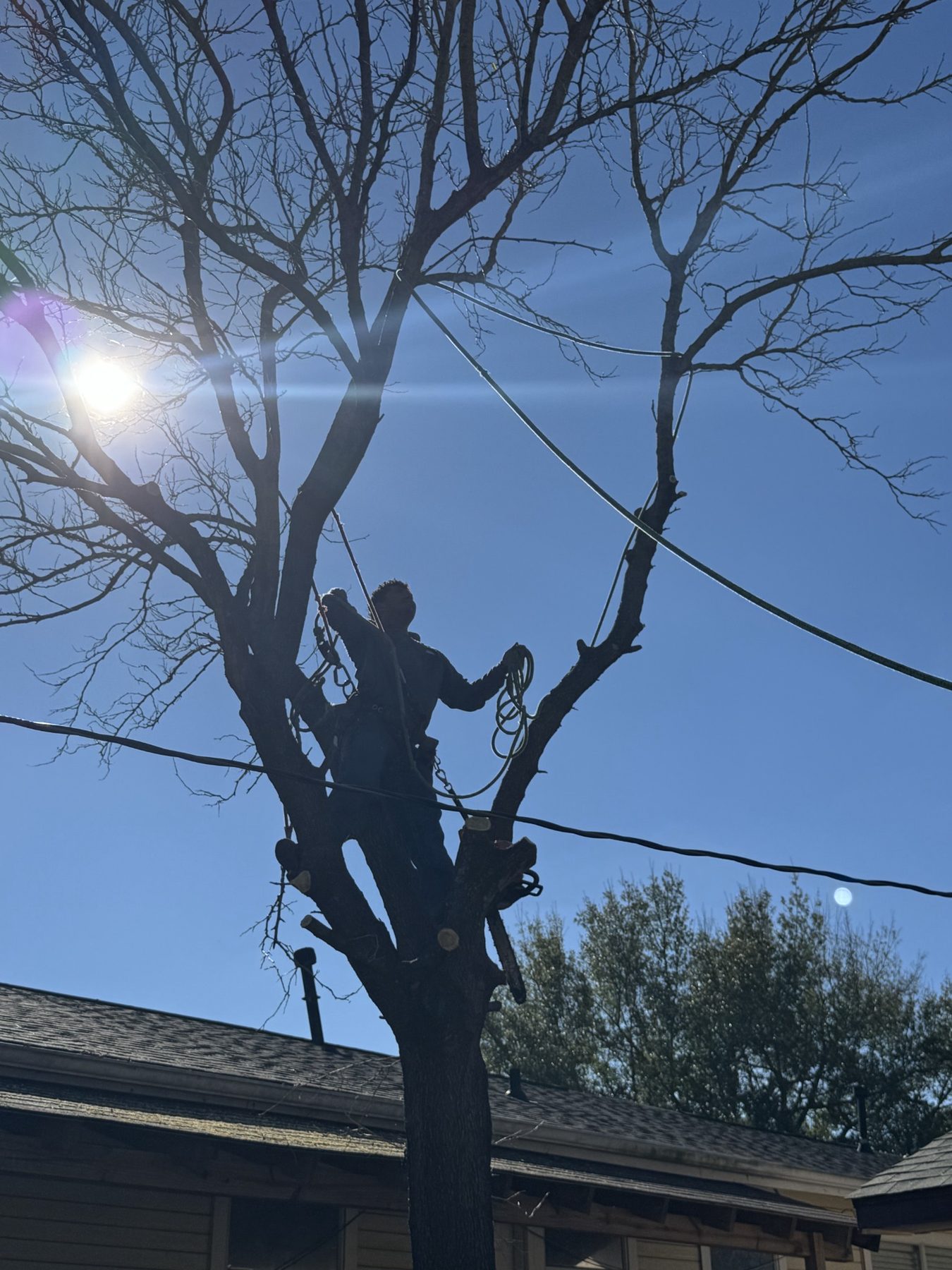Technical tree removal photo 5