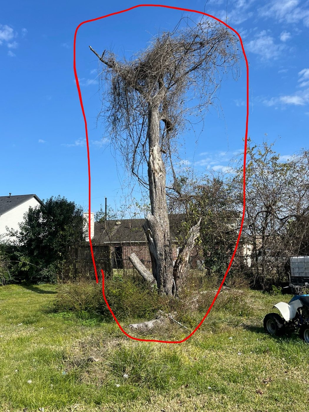 Tree project marked for removal