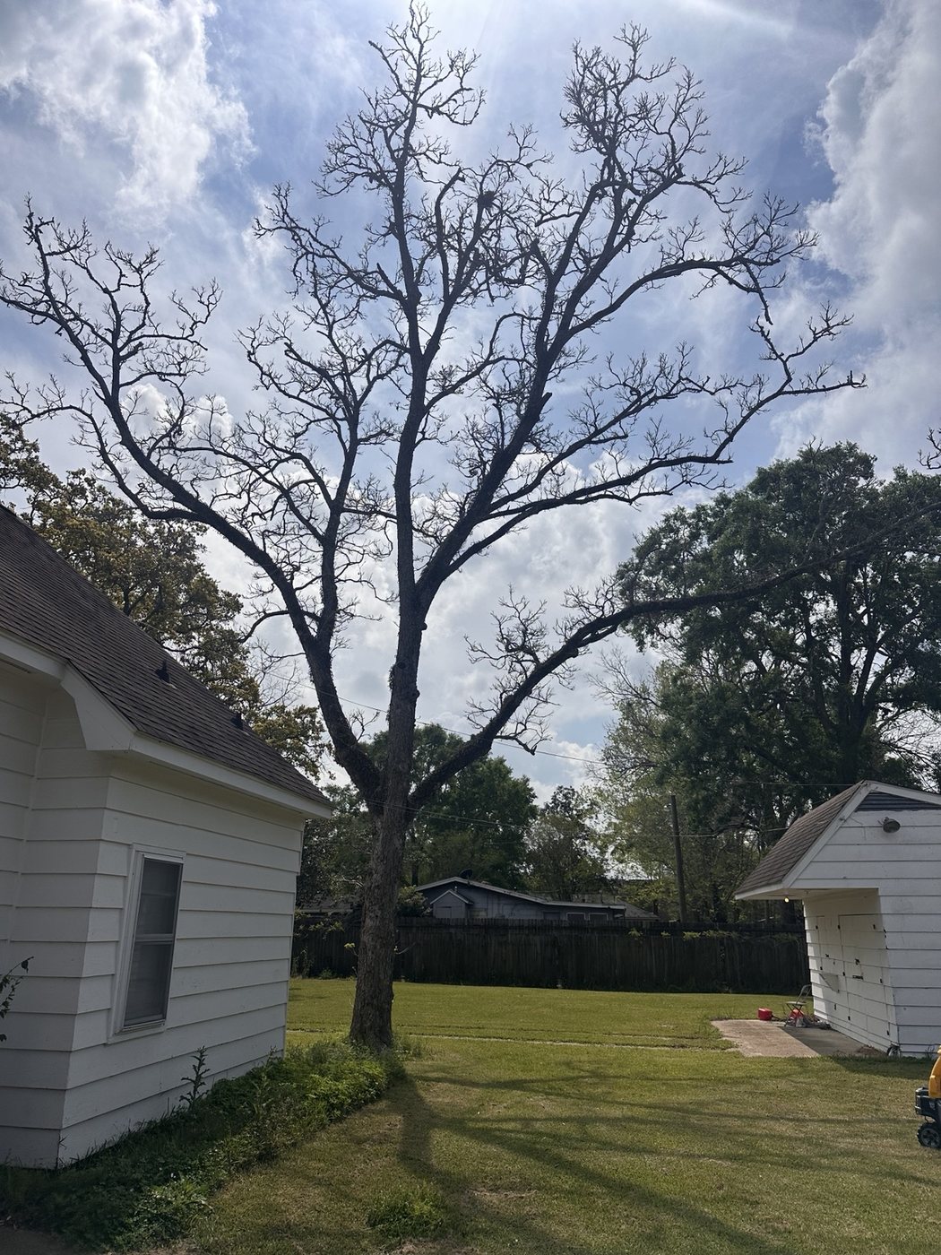 Large tree removal project beside a home